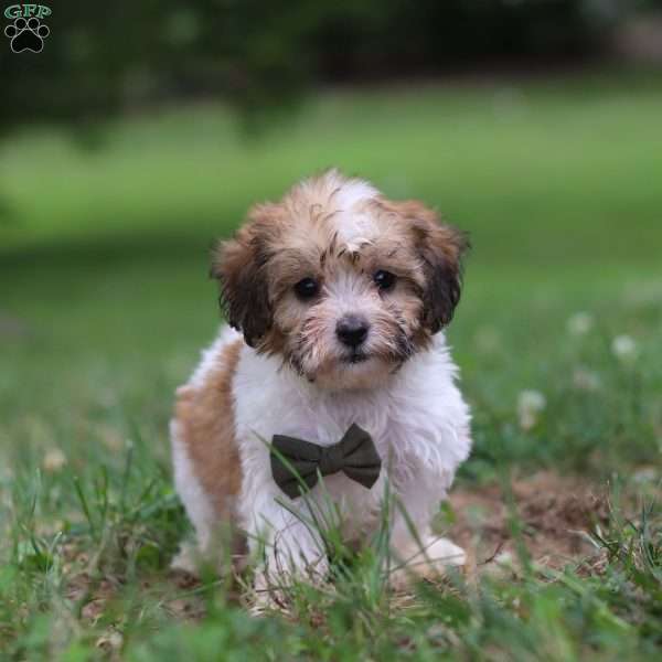 Chance, Shih-Poo Puppy